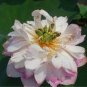 Heirloom Fragrant White Wrinkled Nelumbo Nucifera Lotus 2 Seeds