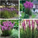Snake Root Bonsai (Liatris Spicata) Flower Bonsai 200 Seeds