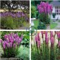 Snake Root Bonsai (Liatris Spicata) Flower Bonsai 200 Seeds