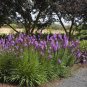 Snake Root Bonsai (Liatris Spicata) Flower Bonsai 200 Seeds