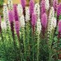 Snake Root Bonsai (Liatris Spicata) Flower Bonsai 200 Seeds
