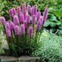Snake Root Bonsai (Liatris Spicata) Flower Bonsai 200 Seeds