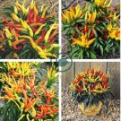 Capsicum F1 Medusa Ornamental Pepper 40 Seeds