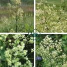 Purple Meadow Rue Seeds Non-Hybrid, Open-Pollinated 100 Seeds