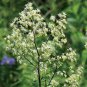 Purple Meadow Rue Seeds Non-Hybrid, Open-Pollinated 100 Seeds