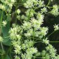 Purple Meadow Rue Seeds Non-Hybrid, Open-Pollinated 100 Seeds