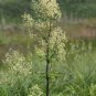 Purple Meadow Rue Seeds Non-Hybrid, Open-Pollinated 100 Seeds