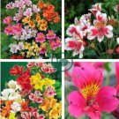 Peruvian Lily Bonsai  Mixed 200 Seeds
