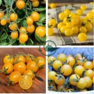 Organic Bright Yellow Round Cherry Tomato 200 Seeds