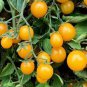 Organic Bright Yellow Round Cherry Tomato 200 Seeds