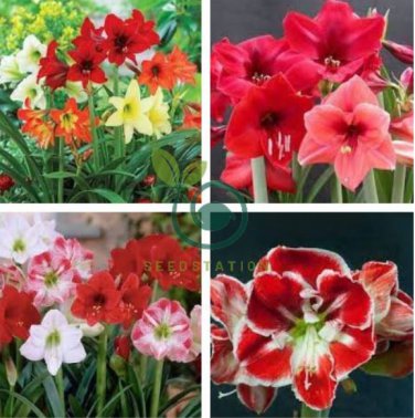 Mixed Amaryllis Not Bulbs 200 Seeds