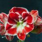 Mixed Amaryllis Not Bulbs 200 Seeds