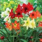 Mixed Amaryllis Not Bulbs 200 Seeds