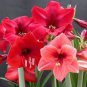 Mixed Amaryllis Not Bulbs 200 Seeds
