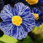 Mixed Zebra Evening Primrose Plants 400 Seeds