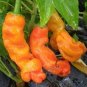 Heirloom Fresh Orange Peter Penis Chili Pepper Organic 20 Seeds