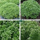 Dark Green Dwarf Basil 'Pluto' Seeds Annual Herb 200 Seeds
