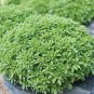 Dark Green Dwarf Basil 'Pluto' Seeds Annual Herb 200 Seeds
