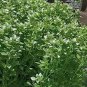 Dark Green Dwarf Basil 'Pluto' Seeds Annual Herb 200 Seeds