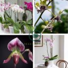 Paphiopedilum Orchid Flower White Pink 'Tiger' Flowers 200 Seeds