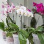 Paphiopedilum Orchid Flower White Pink 'Tiger' Flowers 200 Seeds