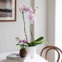 Paphiopedilum Orchid Flower White Pink 'Tiger' Flowers 200 Seeds