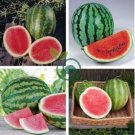 Heirloom 'Xin Hong Bao' Big Long Sweet Red Watermelon Fruit 100 Seeds