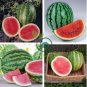 Heirloom 'Xin Hong Bao' Big Long Sweet Red Watermelon Fruit 100 Seeds