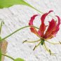 Lily Plants Red Big Flowers 200 Seeds