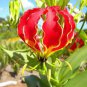 Lily Plants Red Big Flowers 200 Seeds