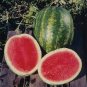 Heirloom 'Xin Hong Bao' Big Long Sweet Red Watermelon Fruit 100 Seeds