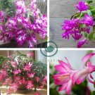 Schlumbergera Flores Christmas Cactus Plant  Water Pink Flowers 200 Seeds