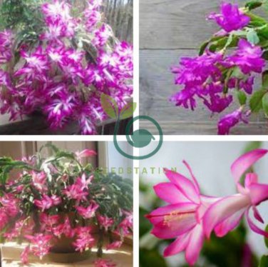 Schlumbergera Flores Christmas Cactus Plant  Water Pink Flowers 200 Seeds