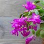Schlumbergera Flores Christmas Cactus Plant Water Pink Flowers 200 Seeds