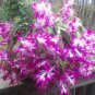 Schlumbergera Flores Christmas Cactus Plant Water Pink Flowers 200 Seeds