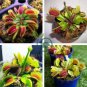 Eat Cordyceps Dionaea Muscipula Clip Venus Flytrap Plant 400 Seeds