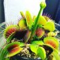 Eat Cordyceps Dionaea Muscipula Clip Venus Flytrap Plant 400 Seeds