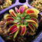 Eat Cordyceps Dionaea Muscipula Clip Venus Flytrap Plant 400 Seeds