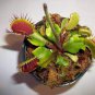 Eat Cordyceps Dionaea Muscipula Clip Venus Flytrap Plant 400 Seeds