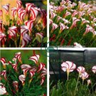Rare Oxalis Versicolor Candy Cane Sorrel 200 Seeds