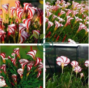 Rare Oxalis Versicolor Candy Cane Sorrel 200 Seeds