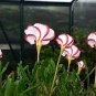 Rare Oxalis Versicolor Candy Cane Sorrel 200 Seeds