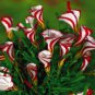 Rare Oxalis Versicolor Candy Cane Sorrel 200 Seeds