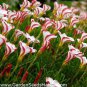 Rare Oxalis Versicolor Candy Cane Sorrel 200 Seeds