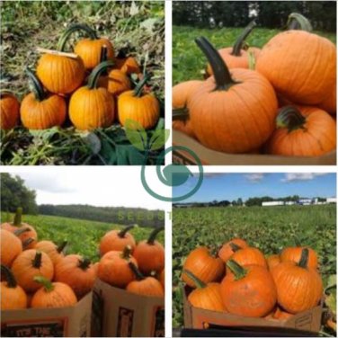 Sweet Baby Pumpkin 16 Seeds