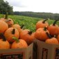 Sweet Baby Pumpkin 16 Seeds