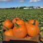 Sweet Baby Pumpkin 16 Seeds
