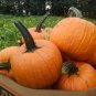 Sweet Baby Pumpkin 16 Seeds