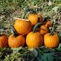 Sweet Baby Pumpkin 16 Seeds