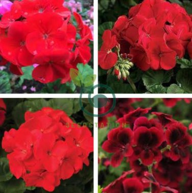 Geranium  Dark Red Damask Double Compact Flowers 20 Seeds